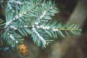 Hemlock Woolly Adelgid